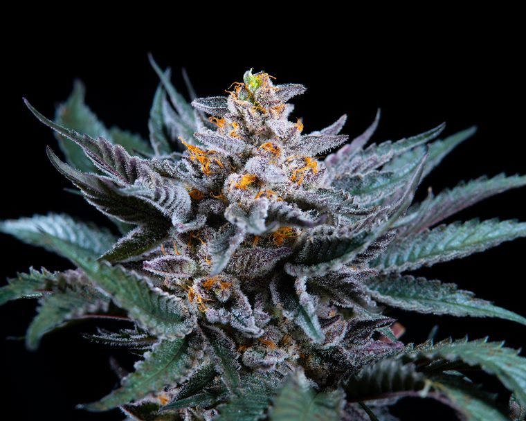 Etiqueta Papaya Dream