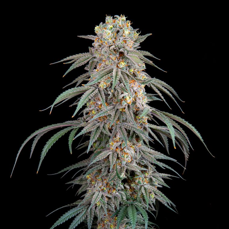 Etiqueta Ice Roll