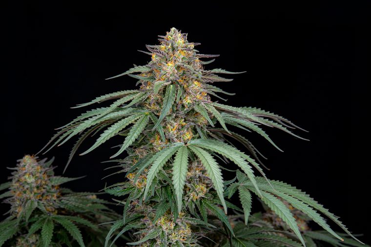 Etiqueta Melon Derrosh